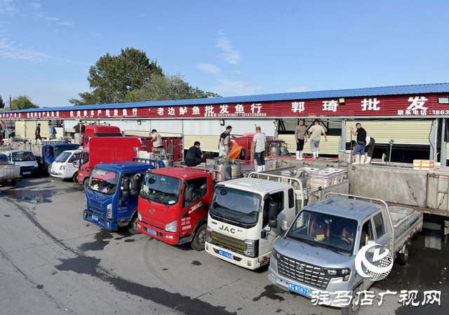 駐馬店市眾信市場(chǎng)水產(chǎn)區(qū)供銷兩旺 鮮活水產(chǎn)豐富市民雙節(jié)餐桌