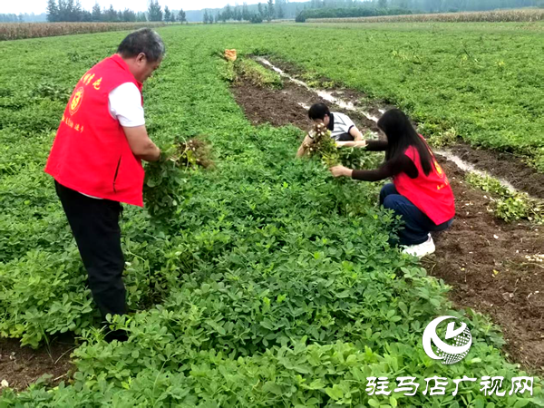 平輿縣李屯鎮(zhèn)：黨員干部奔一線 聯(lián)動尋策助農(nóng)忙