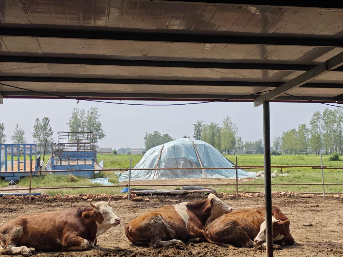 駐馬店市動物疫病防疫檢疫中心發(fā)布 2025年10月份動物疫病預(yù)警預(yù)報信息