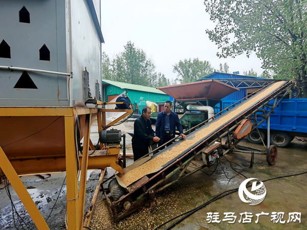 平輿縣陽(yáng)城鎮(zhèn)：戰(zhàn)陰雨搶農(nóng)時(shí) 守護(hù)秋收“糧袋子”