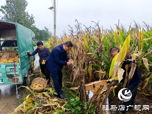 平輿縣陽城鎮(zhèn)：戰(zhàn)陰雨搶農(nóng)時(shí) 守護(hù)秋收“糧袋子”