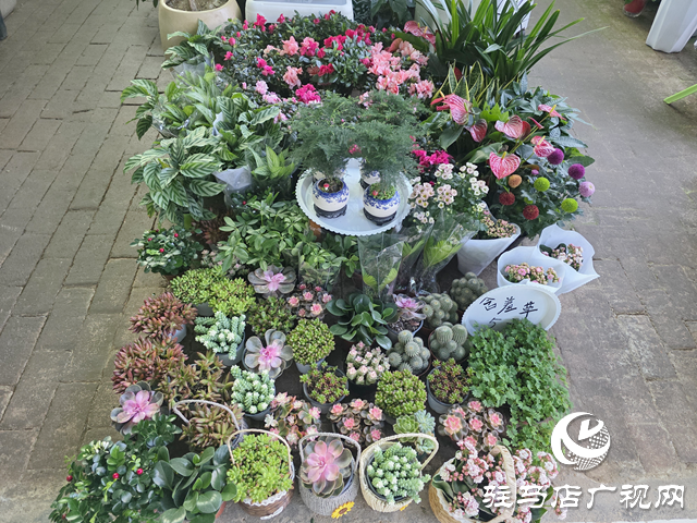 駐馬店：國(guó)慶假期花卉市場(chǎng)銷售火熱 繽紛花卉添彩節(jié)日氛圍??