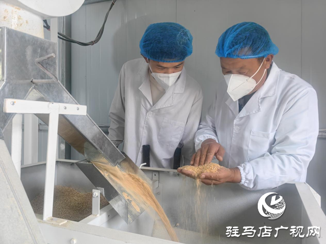  驛城區(qū)香山街道楊樓村：石磨面粉產(chǎn)業(yè)煥發(fā)新生 繪就“一村一品”振興圖景??