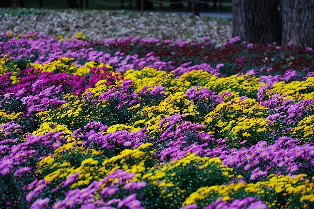 文博日歷丨今日寒露，這朵秋菊已“傲霜”千年