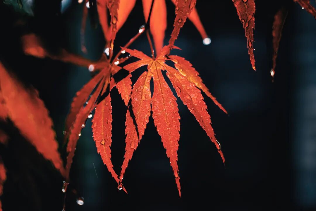 “早寒露”=冷冬預警？老祖宗的天氣預測，今年準不準？