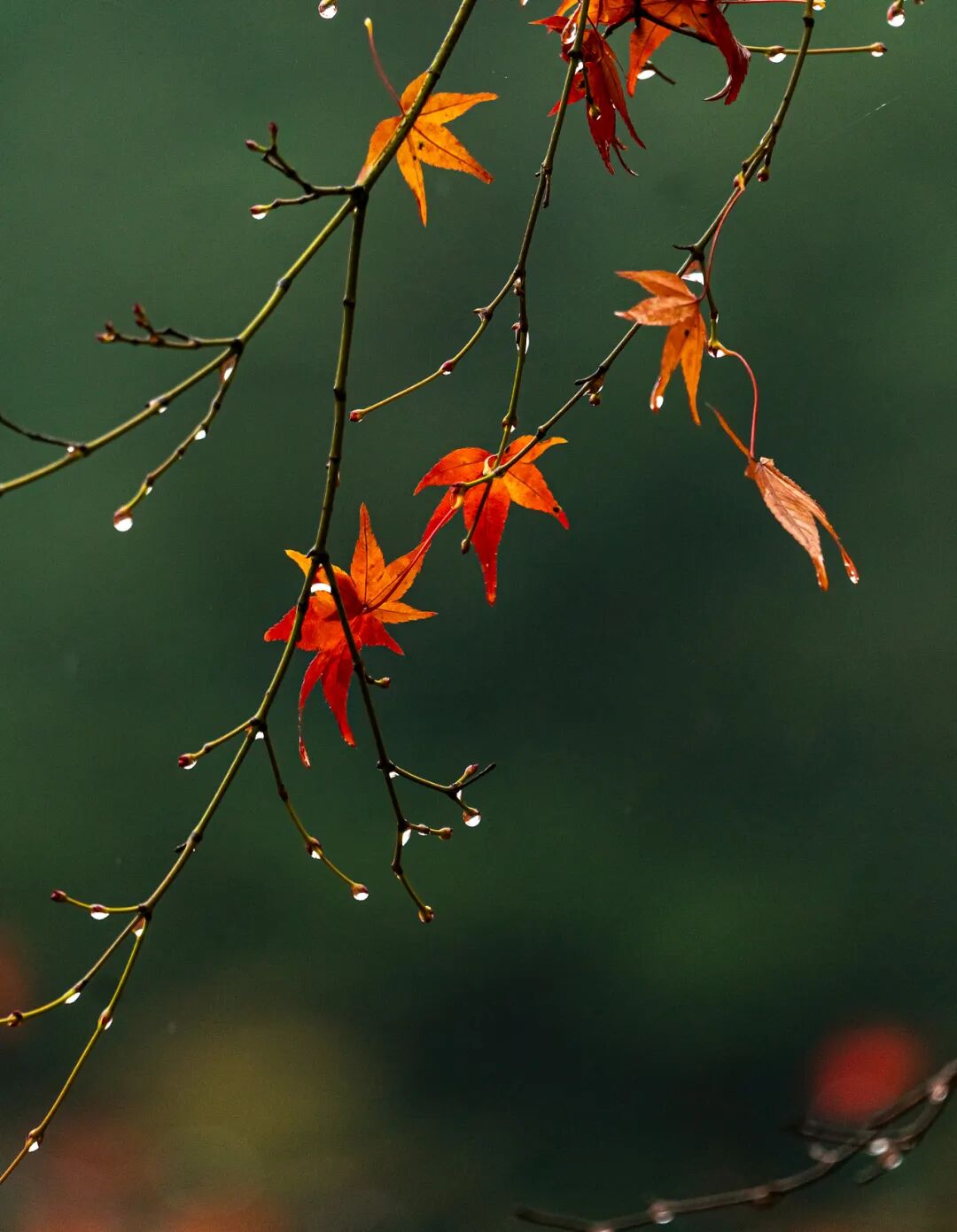 “早寒露”=冷冬預(yù)警？老祖宗的天氣預(yù)測(cè)，今年準(zhǔn)不準(zhǔn)？