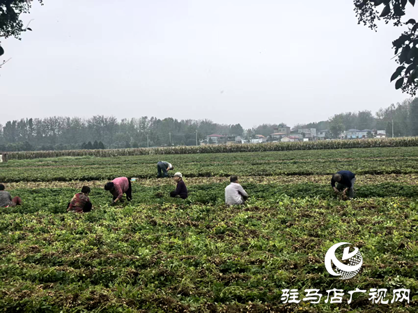 平輿縣射橋鎮(zhèn)：干群同心齊上陣 搶收搶種保歸倉