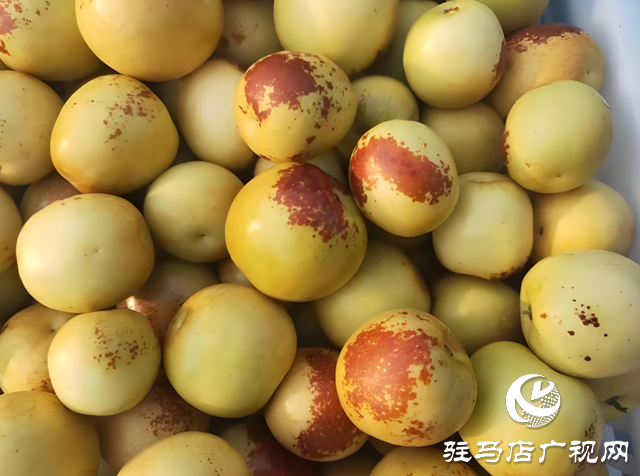 駐馬店：本地冬棗迎來采摘季 脆甜多汁受市民青睞?