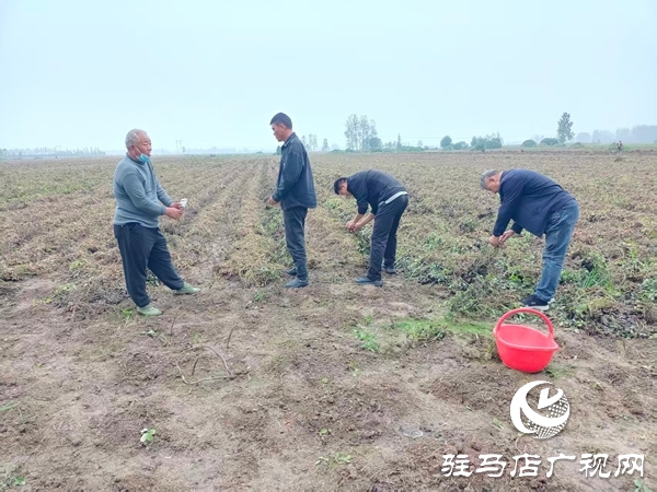 平輿縣萬(wàn)金店鎮(zhèn)：田間指導(dǎo)解難題，守護(hù)秋收減損失