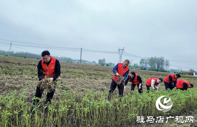 正陽縣清源街道：紅馬甲志愿隊助農(nóng)搶收 解群眾“急難愁盼”?