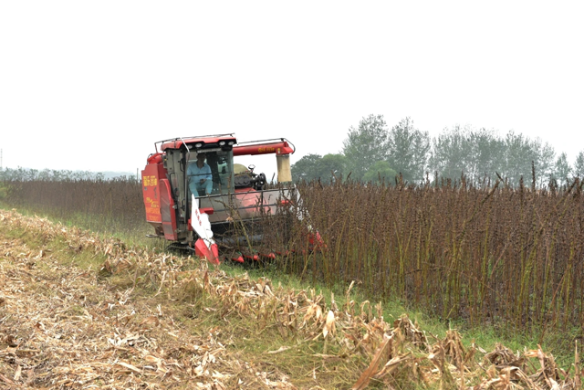 新蔡縣孫召鎮(zhèn)郎莊村：“鐵桿芝麻”迎來(lái)收獲期 機(jī)械化種植助農(nóng)增收?