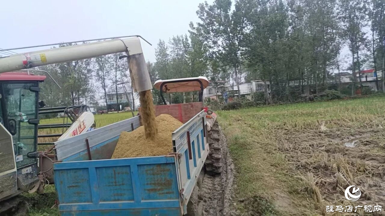 正陽縣大林鎮(zhèn)：多措并舉下實功?全力護(hù)航“三秋”生產(chǎn)