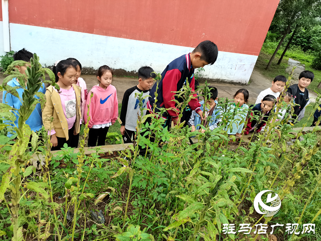 確山縣凡店小學(xué)“芝麻尋趣記”：解鎖芝麻的成長密碼