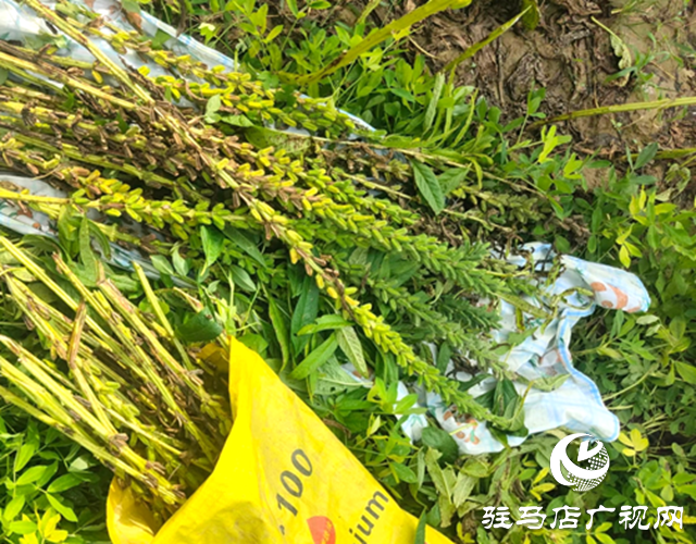 確山縣凡店小學(xué)“芝麻尋趣記”：解鎖芝麻的成長密碼
