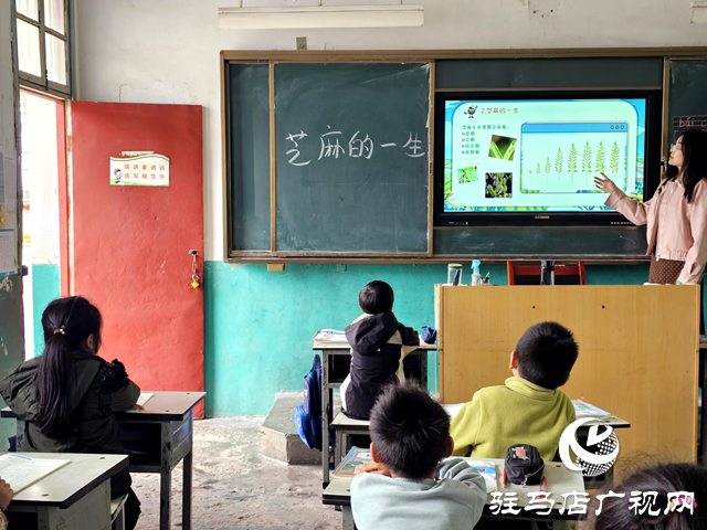 確山縣凡店小學(xué)“芝麻尋趣記”：解鎖芝麻的成長密碼
