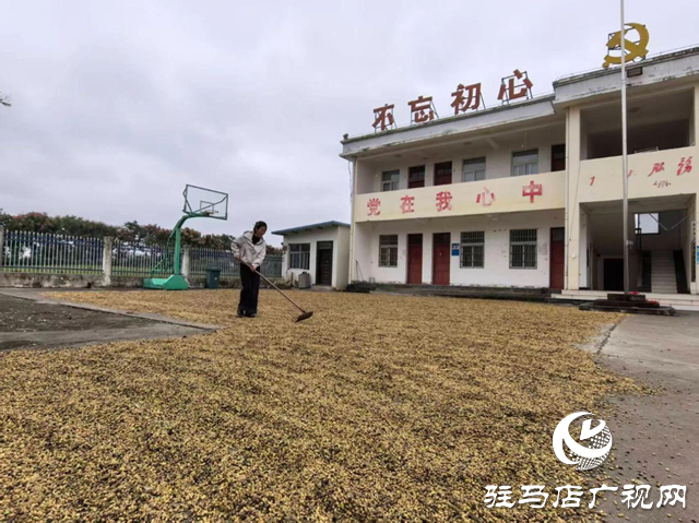 正陽縣閭河鄉(xiāng)：搶抓&ldquo;三秋&rdquo;生產(chǎn) 全力保障糧食歸倉??