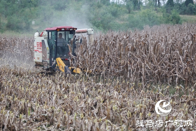 泌陽縣：全力搶收搶烘 確保秋糧及時(shí)歸倉