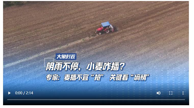 陰雨不停，小麥咋播？專家：麥播不宜“搶” 關(guān)鍵看“墑情”