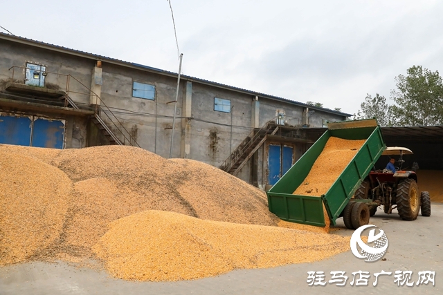 泌陽縣：全力搶收搶烘 確保秋糧及時(shí)歸倉