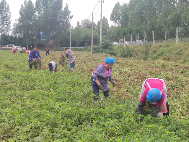 正陽(yáng)縣閭河鄉(xiāng)：搶抓“三秋”生產(chǎn) 全力保障糧食歸倉(cāng)??