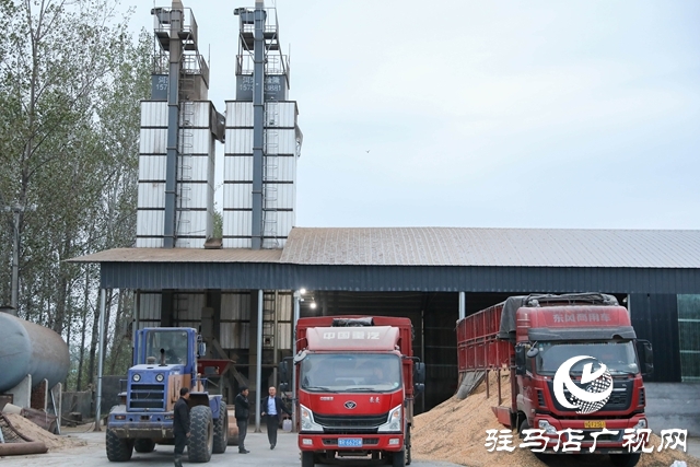 泌陽縣：全力搶收搶烘 確保秋糧及時(shí)歸倉