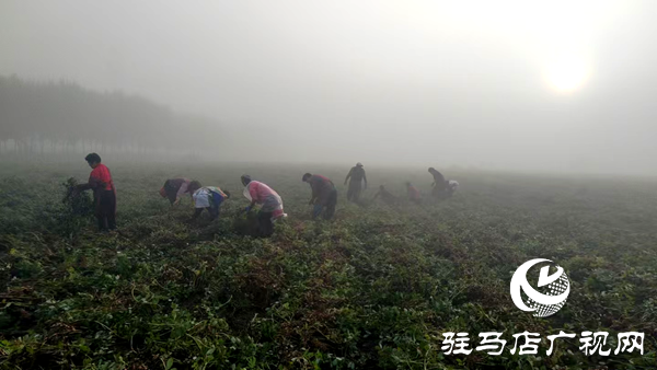 平輿縣射橋鎮(zhèn)：搶天時干群同心 助豐收顆粒歸倉