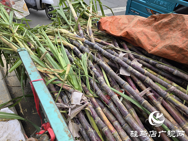 本地甘蔗甜蜜上市！??駐馬店街頭商超齊飄甜香??