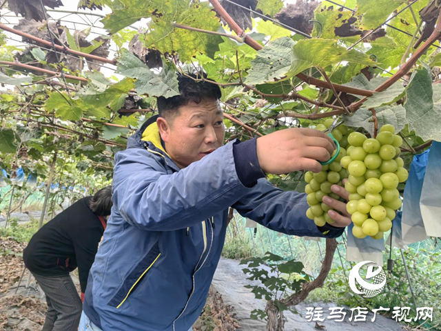 驛城區(qū)諸市鎮(zhèn)魏莊村3萬斤葡萄遇雨滯銷 果農(nóng)急盼援手?