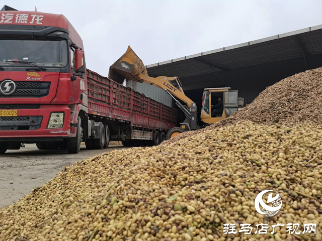 正陽縣彭橋鄉(xiāng)：干群合力搶收秋糧 應(yīng)對陰雨保秋收??