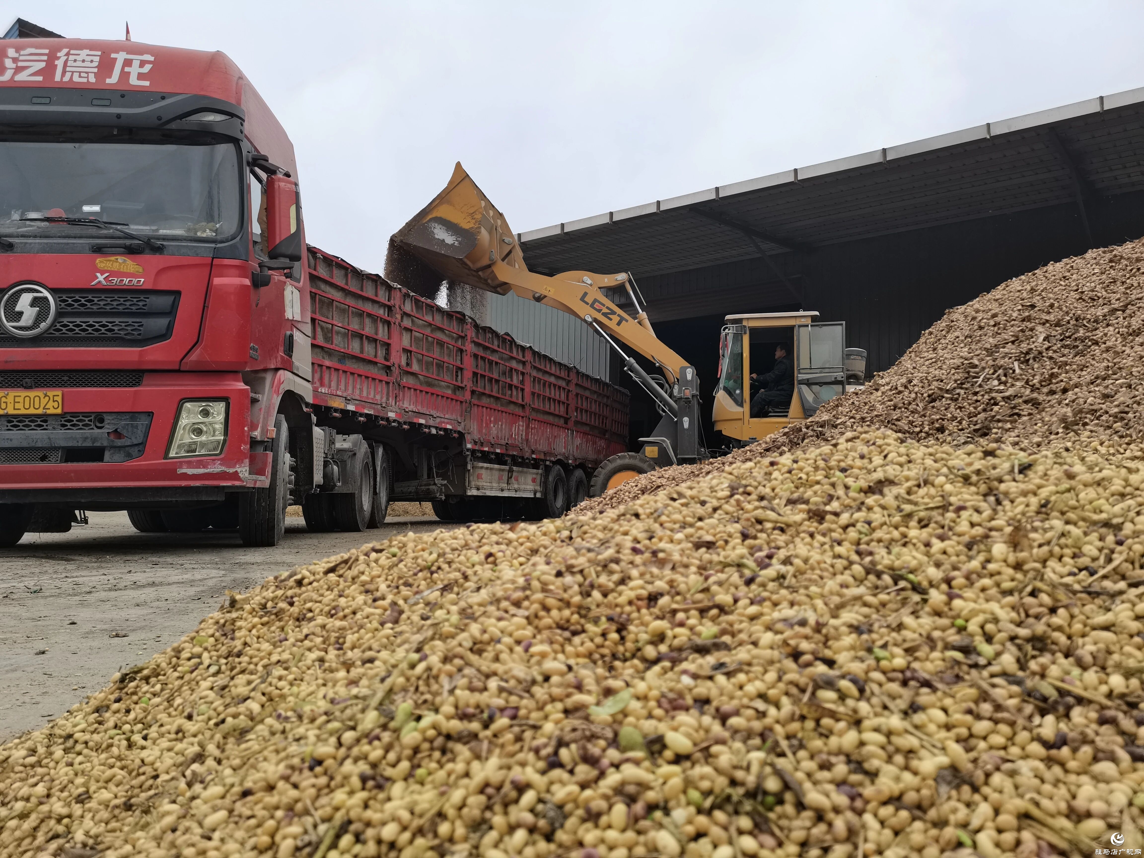正陽縣：全力以赴搶收搶烘 同心協(xié)力確保糧食顆粒歸倉