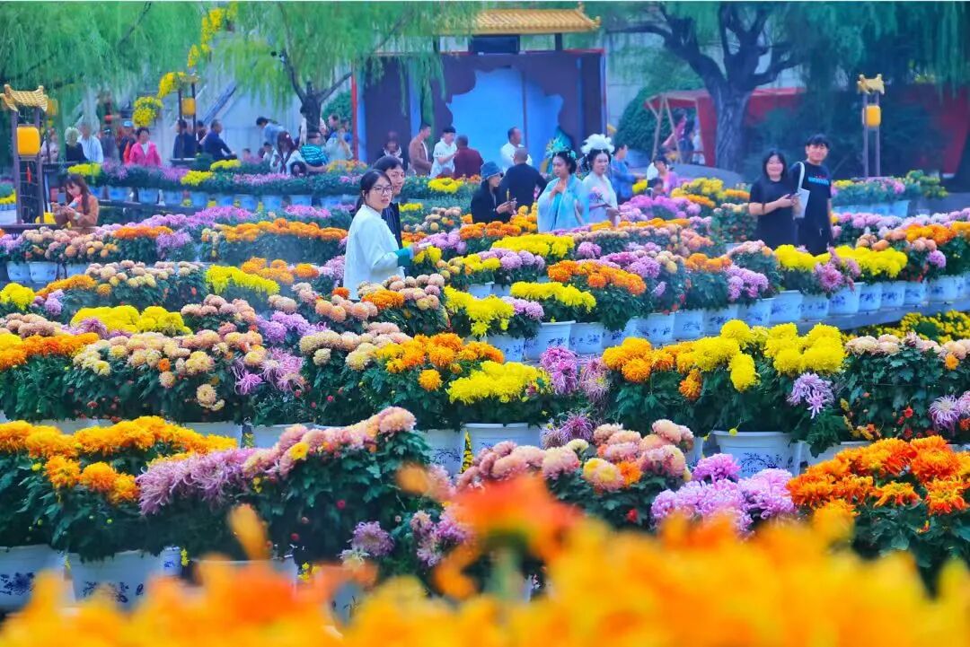 有一種浪漫，叫汴菊！