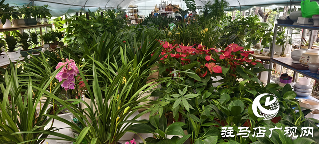 深秋花卉市場迎消費(fèi)熱潮：色彩點(diǎn)亮蕭瑟季 “悅己”消費(fèi)成主流?