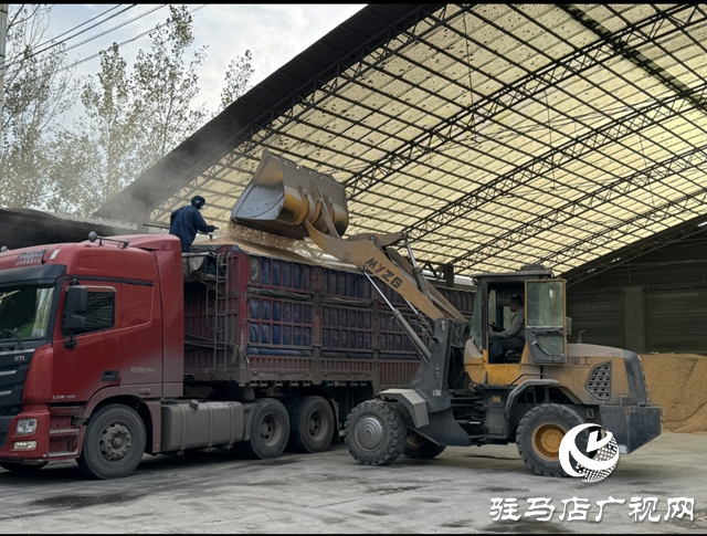 平輿縣：36個烘干點晝夜運轉(zhuǎn) 全力守護(hù)秋糧歸倉??
