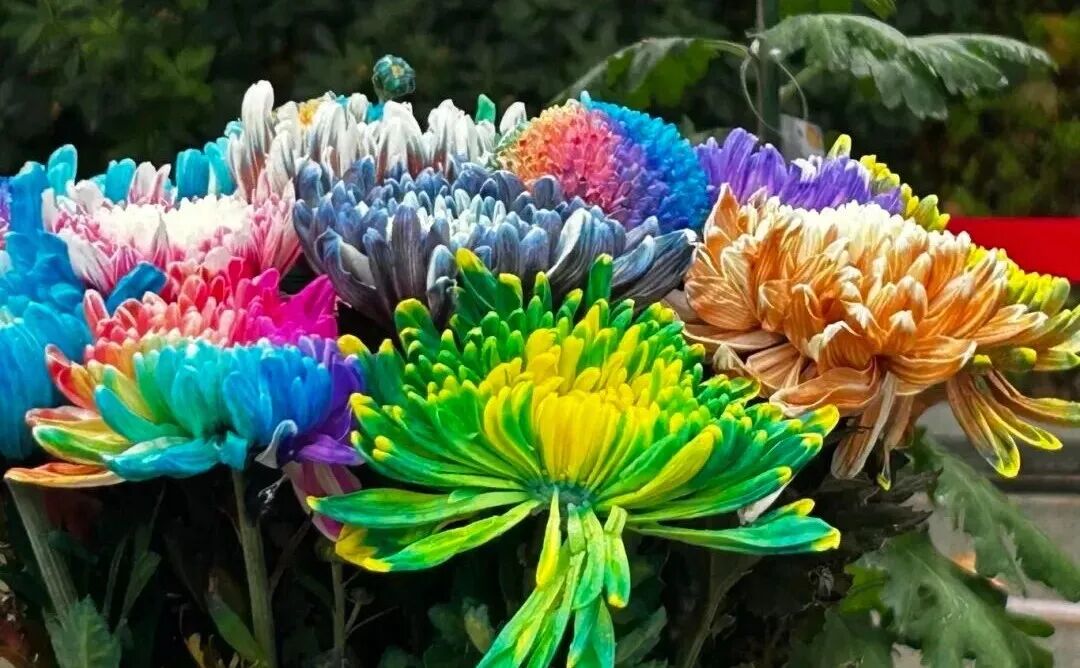 有一種浪漫，叫汴菊！