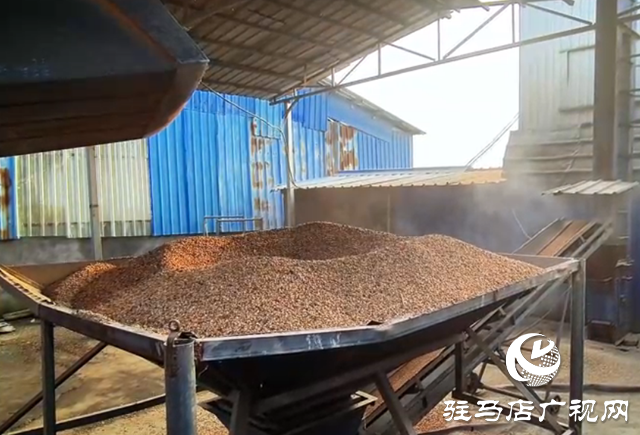 驛城區(qū)：全力開展烘干作業(yè) 守護(hù)秋糧歸倉(cāng)?