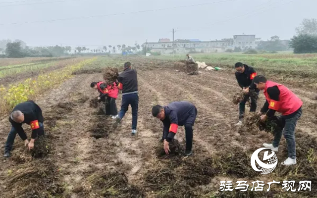 新蔡縣佛閣寺鎮(zhèn)：志愿搶收服務(wù)隊雨中守護農(nóng)戶“糧袋子”??