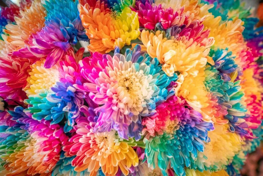 有一種浪漫，叫汴菊！