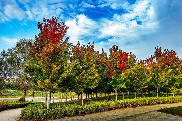 縣區(qū)動(dòng)態(tài)｜草木知秋意 斑斕繪彩卷