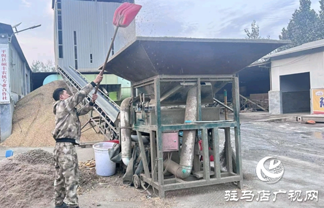 平輿縣：36個烘干點晝夜運轉(zhuǎn) 全力守護(hù)秋糧歸倉??