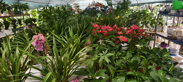 深秋花卉市場迎消費(fèi)熱潮：色彩點(diǎn)亮蕭瑟季 “悅己”消費(fèi)成主流?