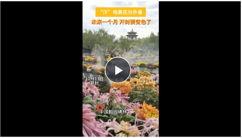 滿城盡帶黃金甲！八朝古都開封又“變色”了！