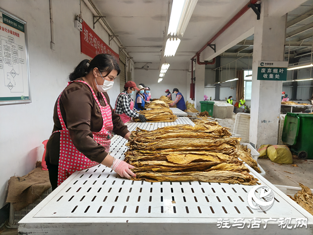 泌陽(yáng)縣郭集鎮(zhèn)：全力護(hù)航煙葉收購(gòu)“黃金季”