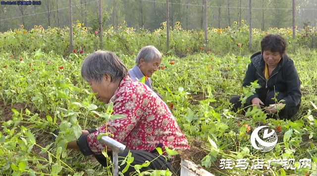 驛城區(qū)諸市鎮(zhèn)魏莊村“天邊花?！奔磳㈤_園