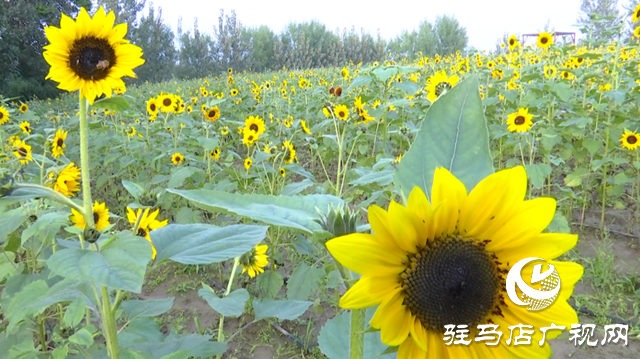 驛城區(qū)諸市鎮(zhèn)魏莊村“天邊花?！奔磳㈤_園