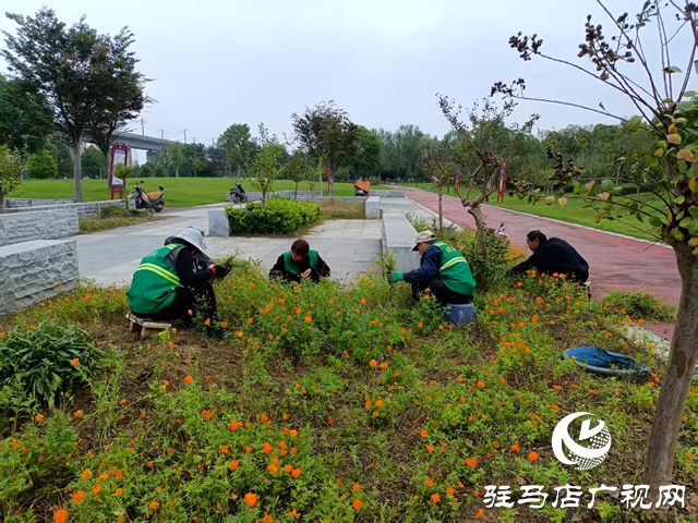 確山縣住建局：科學(xué)應(yīng)對連續(xù)陰雨 全力守護(hù)城市園林