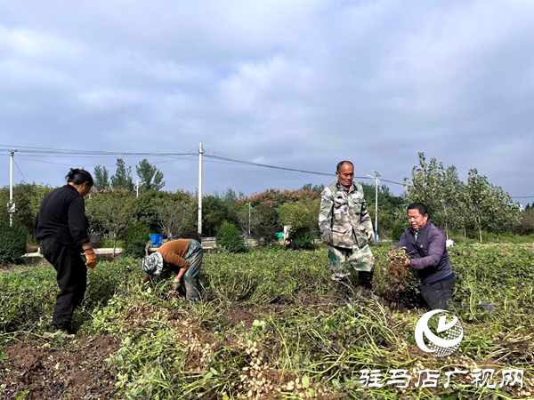平輿縣玉皇廟鄉(xiāng)大宋村：趁天搶時(shí)助秋收 駐村干部解民憂