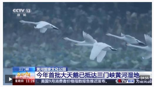 首批大天鵝已抵達(dá)！來三門峽黃河濕地赴一場生態(tài)與文化之約