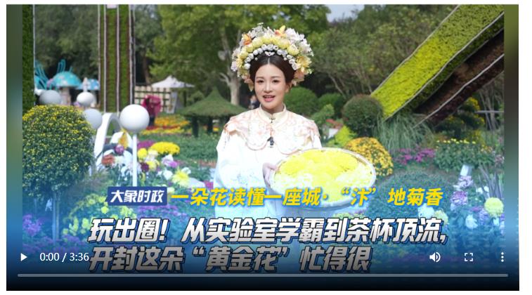 【一朵花讀懂一座城·“汴”地菊香】 玩出圈！從實(shí)驗(yàn)室學(xué)霸到茶杯頂流，開(kāi)封這朵“黃金花”忙得很