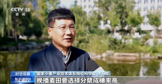 晚播小麥如何保產(chǎn)量？霜降搶秋該怎么搶？專家分析