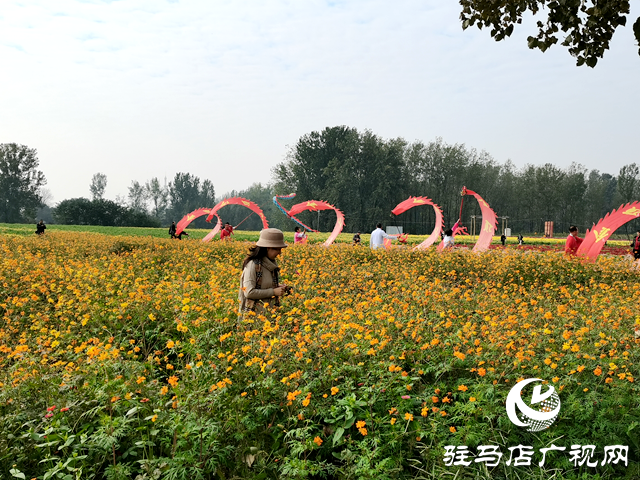 魏莊村“天邊花?！奔磳㈤_園 兩百畝花田繪就秋日鄉(xiāng)村畫卷??